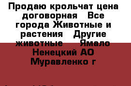 Продаю крольчат цена договорная - Все города Животные и растения » Другие животные   . Ямало-Ненецкий АО,Муравленко г.